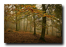 Forêt en automne proche de Lichtenberg